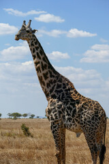 giraffe in the savannah