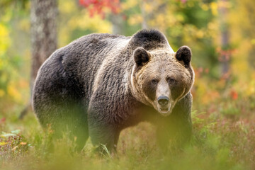 European brown bear in autumn forest scenery