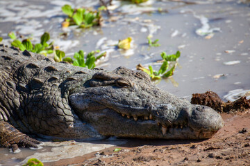 alligator in the everglades