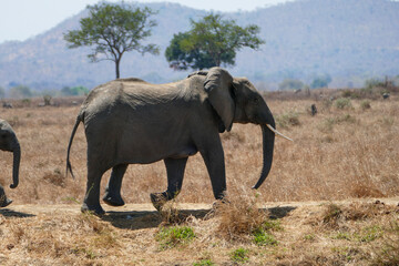 elephant walking