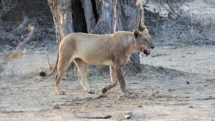 Naklejka premium Löwen im Mana Pools Nationalpark