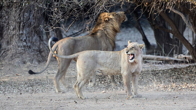 L&ouml;wen im Mana Pools Nationalpark