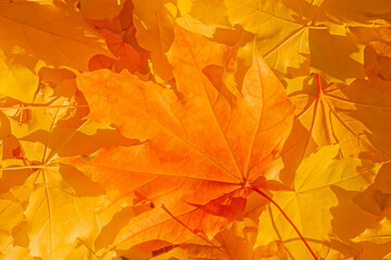 Naklejka na ściany i meble heap of yellow and orange maple tree leaves