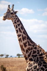 giraffe in the Tansania