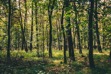Fototapeta na wymiar Wald im Gebiet der Mechelse Heide in Belgien