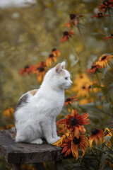 Photo of a beautiful white kitten in the autumn garden.