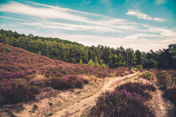 Mechelse Heide in Belgien