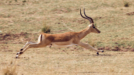 Springende Antilopen im Mana Pools Nationalpark