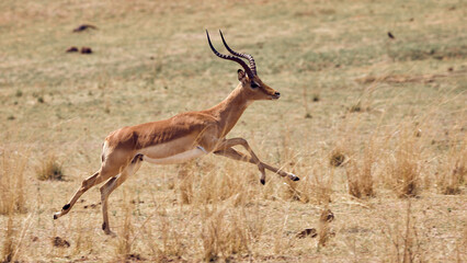 Springende Antilopen im Mana Pools Nationalpark