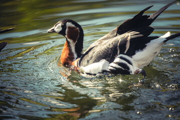 Rothalsgans schwimmt gemütlich im Wasser