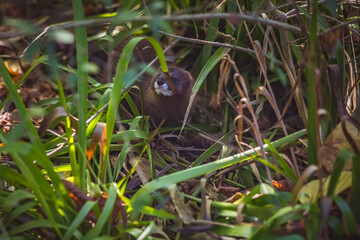 Nerz streift durch das Gebüsch