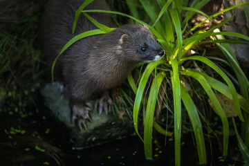 Nerz steht am Wasser