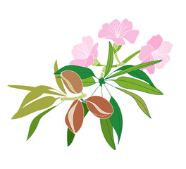 Fototapeta na wymiar Blossoming almond branch with fruits and flowers on a white background. Hand drawn vector illustration.