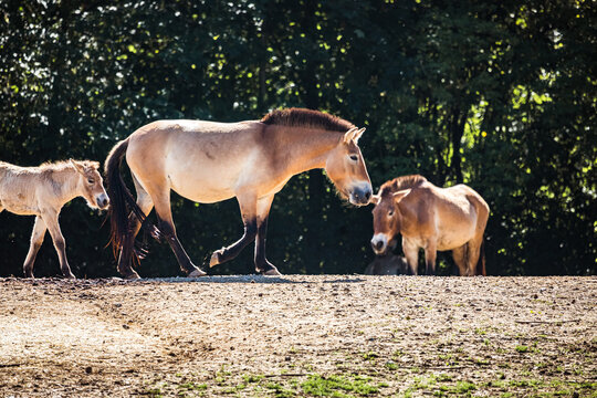 Przewalski-Urwildpferd mit Fohlen