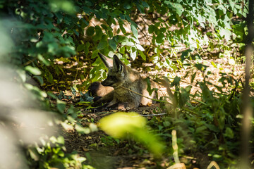 Großohrfuchs liegt im Gebüsch