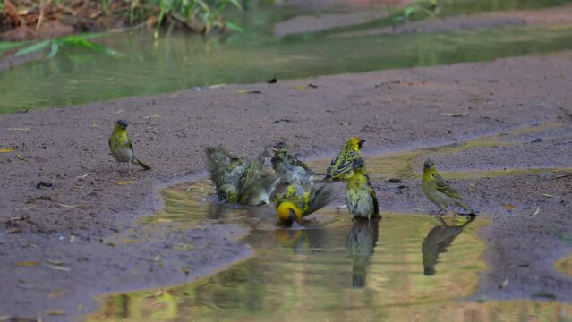 The Weavers having a bath