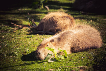 Im Gras schlafende Capybaras