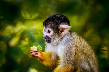 Totenkopfäffchen am Essen