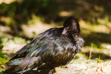 Schmalschnabelsichler reinigt sein Federkleid
