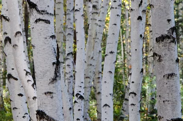 Fotobehang Black and white birch trunks in the forest. Background, wallpaper. © Irina Podoplelova