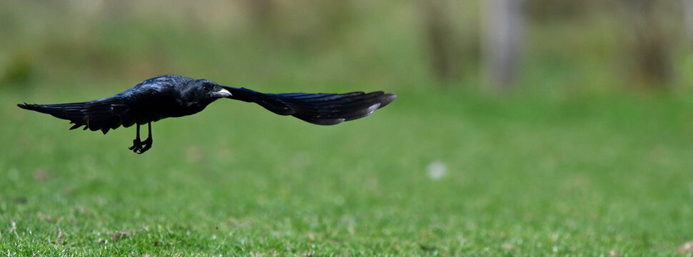 flying Carrion Crow // fliegende Aaskrähe, Rabenkrähe (Corvus corone)