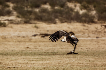 White backed Vulture in flight taking off in Kgalagadi transfrontier park, South Africa; Specie Gyps africanus family of Accipitridae