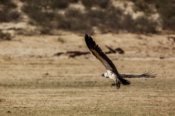 White backed Vulture in flight taking off in Kgalagadi transfrontier park, South Africa; Specie Gyps africanus family of Accipitridae