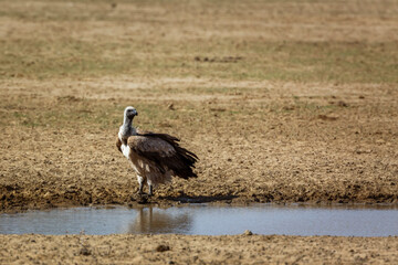 White backed Vulture standing at waterhole in Kgalagadi transfrontier park, South Africa; Specie Gyps africanus family of Accipitridae
