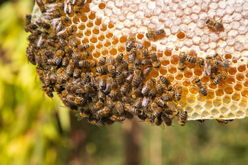 Beekeeping, freshly hatched honeycombs with bees from the beehive. Honey and bee.