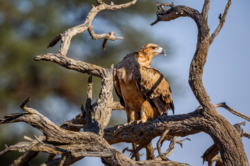 Tawny Eagle preening on a log in Kgalagadi transfrontier park, South Africa ; Specie Aquila rapax family of Accipitridae
