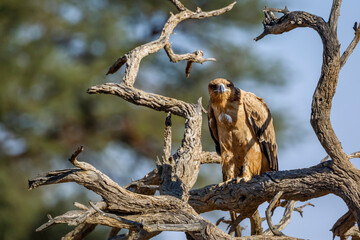 Tawny Eagle standing front view on a log in Kgalagadi transfrontier park, South Africa ; Specie Aquila rapax family of Accipitridae