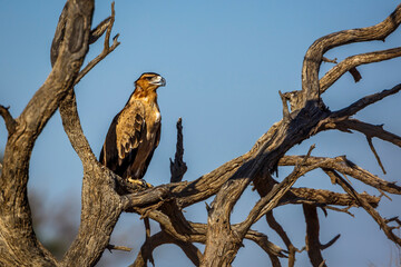 Tawny Eagle standing on a log in Kgalagadi transfrontier park, South Africa ; Specie Aquila rapax family of Accipitridae