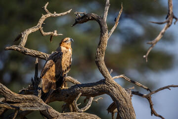 Tawny Eagle standing on a log in Kgalagadi transfrontier park, South Africa ; Specie Aquila rapax family of Accipitridae
