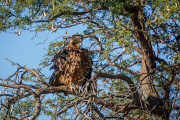 Tawny Eagle shaking in a tree in Kgalagadi transfrontier park, South Africa ; Specie Aquila rapax family of Accipitridae