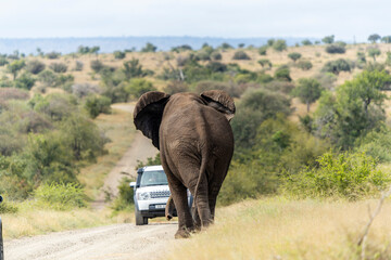 Obraz premium Wild Elephants in the Kruger National Park South Africa, portrait, herd, tusks, trunks