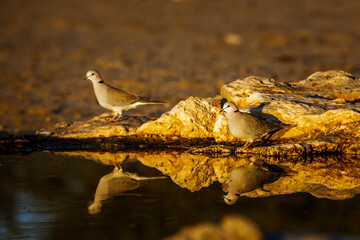 Two Ring-necked Dove in waterhole with reflection at dawn in Kgalagadi transfrontier park, South Africa ; Specie Streptopelia capicola family of Columbidae