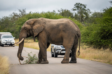 Wild Elephants in the Kruger National Park South Africa, portrait, herd, tusks, trunks