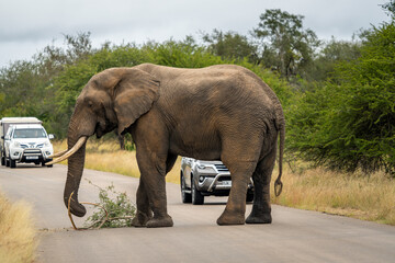 Naklejka na ściany i meble Wild Elephants in the Kruger National Park South Africa, portrait, herd, tusks, trunks