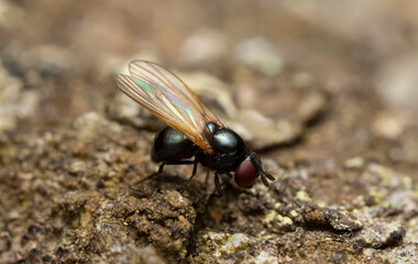 Small fly on bark, extreme closeup with high magnification