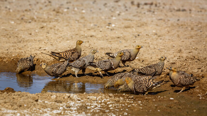 Flock of Namaqua sandgrouse drinking in waterhole in Kgalagadi transfrontier park, South Africa; specie Pterocles namaqua family of Pteroclidae