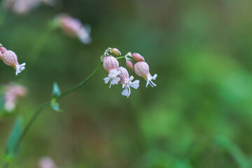 Flowers of bladder campion in a meadow in Siebenbrunn near Augsburg in autumn