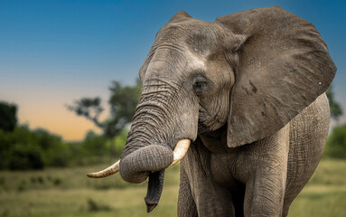 Fototapeta na wymiar Wild Elephants in the Kruger National Park South Africa, portrait, herd, tusks, trunks