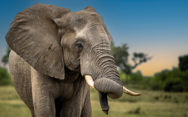 Wild Elephants in the Kruger National Park South Africa, portrait, herd, tusks, trunks