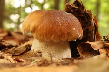 mushroom boletus in the forest