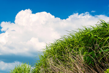 Color contrast (blue and green)-2