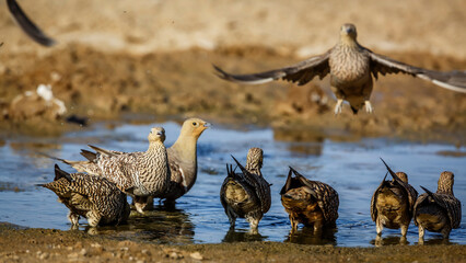 Flock of Namaqua sandgrouse drinking in waterhole in Kgalagadi transfrontier park, South Africa; specie Pterocles namaqua family of Pteroclidae