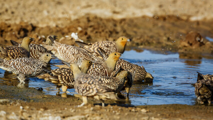 Flock of Namaqua sandgrouse drinking in waterhole in Kgalagadi transfrontier park, South Africa; specie Pterocles namaqua family of Pteroclidae