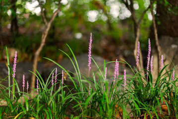 Lily turf that stands in green grass