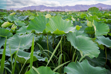 Lotus_Garden_Leaves_View