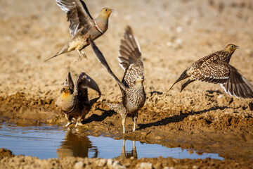 Group of Namaqua sandgrouse flying away from waterhole in Kgalagadi transfrontier park, South Africa; specie Pterocles namaqua family of Pteroclidae